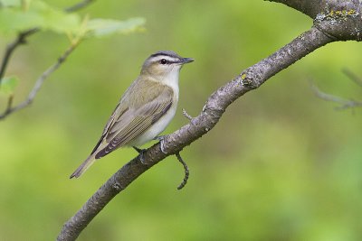 red-eyed vireo 061010_MG_9778