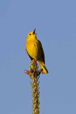 yellow warbler 061210_MG_1029