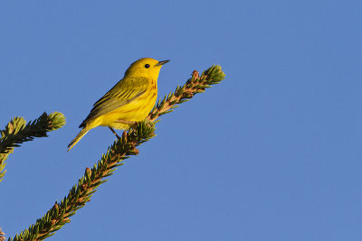 yellow warbler 061210_MG_1060