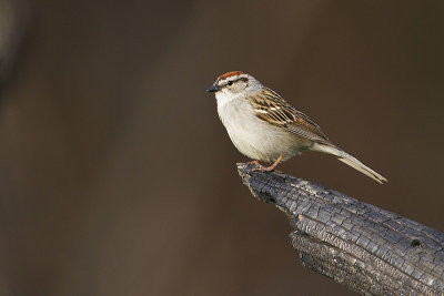 chipping sparrow 061610_MG_1529
