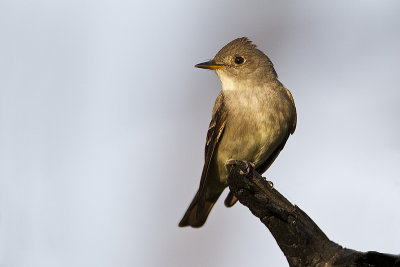 western wood-peewee 061610_MG_1563