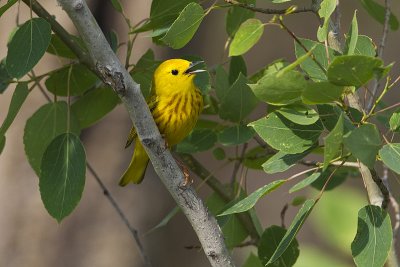 yellow warbler 061810_MG_2140