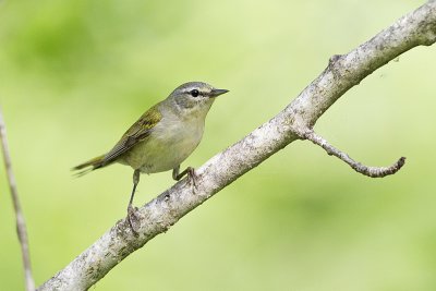 tennessee warbler 062010_MG_3243