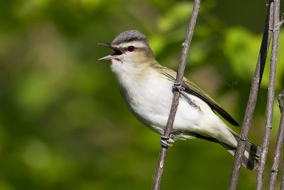 red-eyed vireo 061910_MG_2796