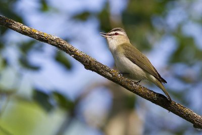 red-eyed vireo 061910_MG_2707
