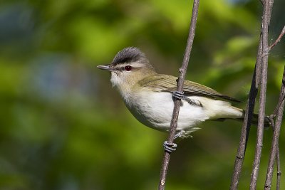 red-eyed vireo 061910_MG_2590