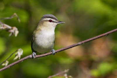 red-eyed vireo 061910_MG_2542