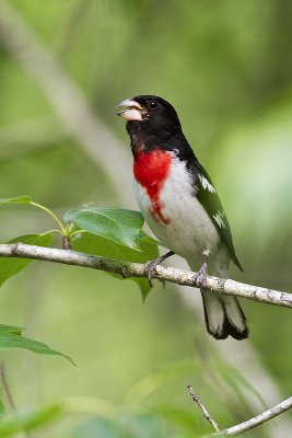 rose-breasted grosbeak 062010_MG_3221