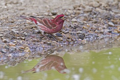 purple finch 061910_MG_2966