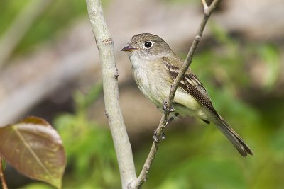 least flycatcher 061810_MG_2237