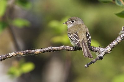 least flycatcher 061810_MG_2218