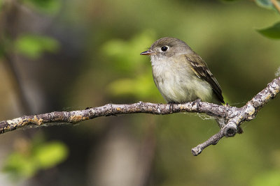 least flycatcher 061810_MG_2212