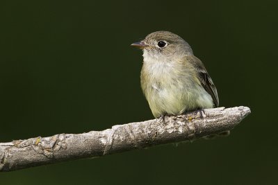 least flycatcher 061810_MG_2096