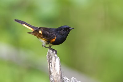 American Redstarts