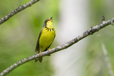 canada warbler 062010_MG_3283