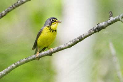 canada warbler 062010_MG_3278