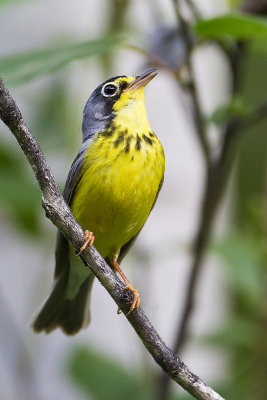 canada warbler 062010_MG_3175