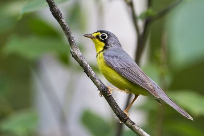 canada warbler 062010_MG_3166