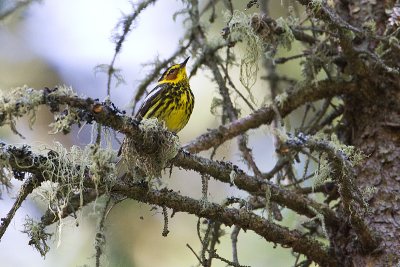 cape may warbler 062710_MG_3946