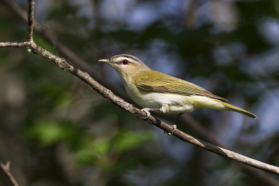 red-eyed vireo 062310_MG_3436
