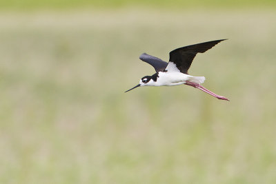 black-necked stilt 070210_MG_5527