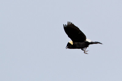 bobolink 070110_MG_4334