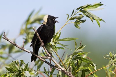 bobolink 070110_MG_4415