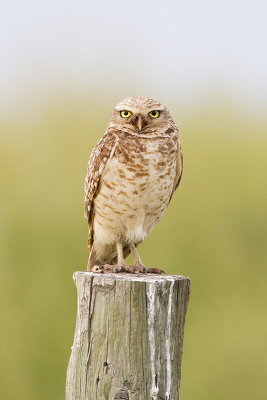 burrowing owl 070210_MG_5432