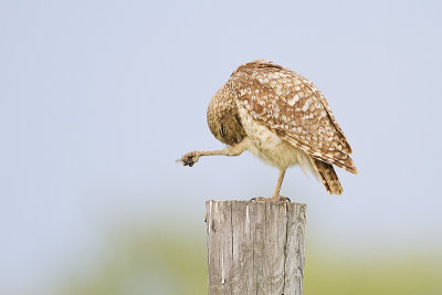 burrowing owl 070210_MG_5468