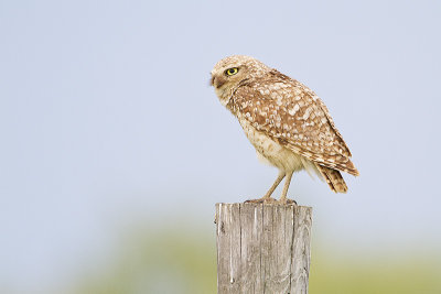 burrowing owl 070210_MG_5471