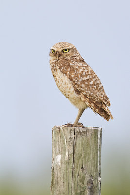 burrowing owl 070210_MG_5502