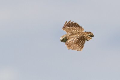 burrowing owl 070210_MG_5821