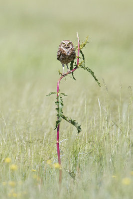 burrowing owl 070210_MG_5911