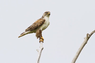 ferruginous hawk 070110_MG_4882