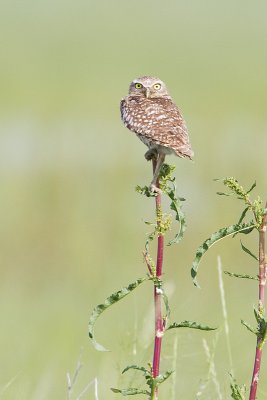 burrowing owl 070310_MG_7162