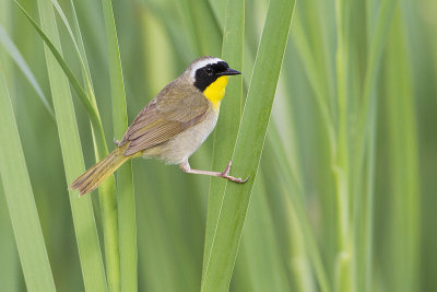 common yellowthroat 070310_MG_8095