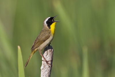 common yellowthroat 070310_MG_8293