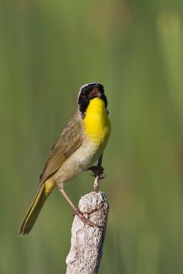 common yellowthroat 070310_MG_8663