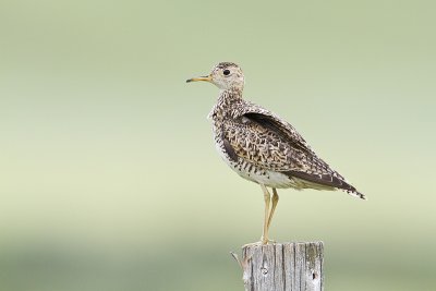 Upland Sandpipers