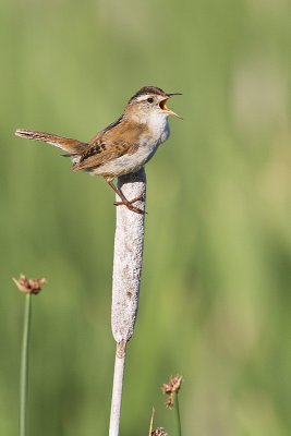 marsh wren 070310_MG_8610