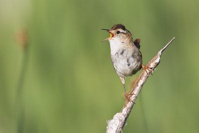 Marsh Wrens