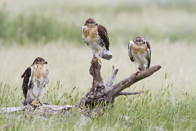ferruginous hawk fledglings 070410_MG_0137