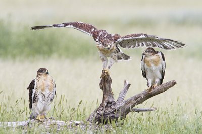 ferruginous hawk fledglings 070410_MG_0294