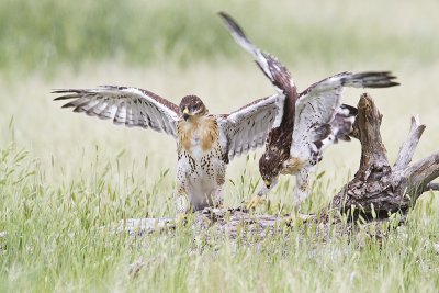 ferruginous hawk fledglings 070410_MG_0320
