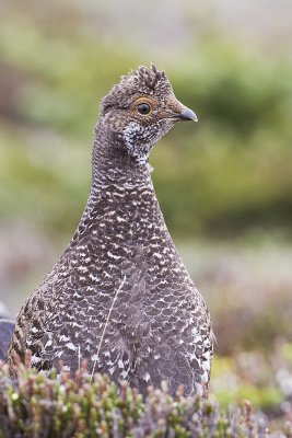 dusky grouse 071110_MG_2030