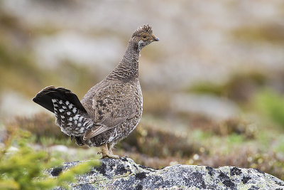 dusky grouse 071110_MG_2119