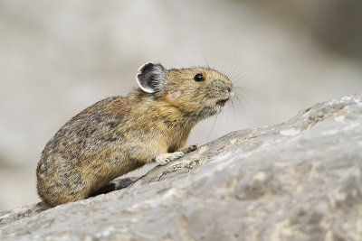 pika 071010_MG_1310