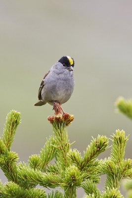 golden-crowned sparrow 071110_MG_2947