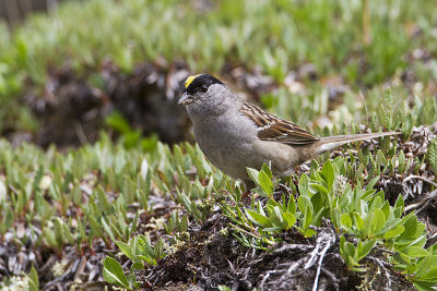 golden-crowned sparrow 071110_MG_3012