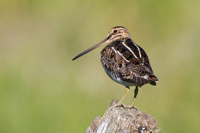 wilson's snipe 071710_MG_3820